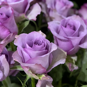 【丽江的花】紫霞仙子玫瑰鲜切花