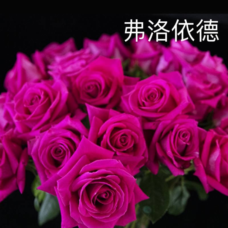 e0ff8fa771261a8a55150b4da2118be