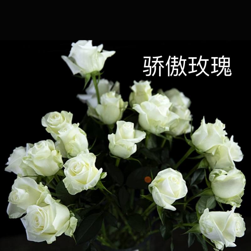 51d0cfabd897c08248223aff4478934