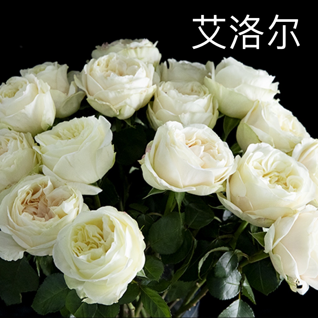 98a5b66bb1e81c9f5b46c8934983dc2